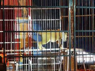 Mai 2010 - Zavatta à Lavaur