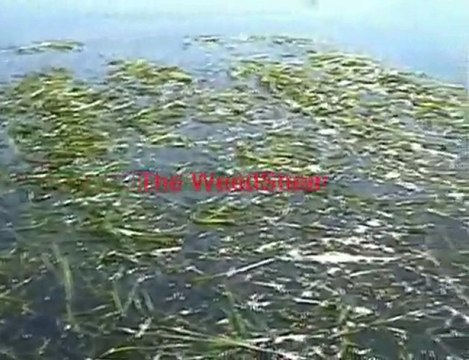 Lake and Pond Water Weed Cutter