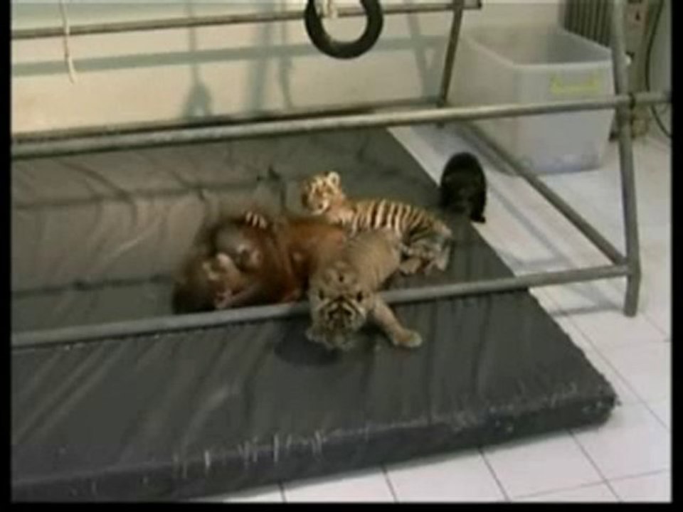 Cuccioli di tigre accuditi da un Orang-Utan