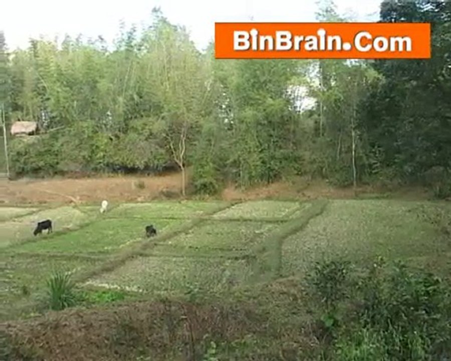 goats in wayanad