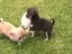 Videos Cachorros chihuahuas Mini enanos