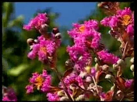 Peygamber Efendimiz (sav) nimetler için şükrederek dua etmiş