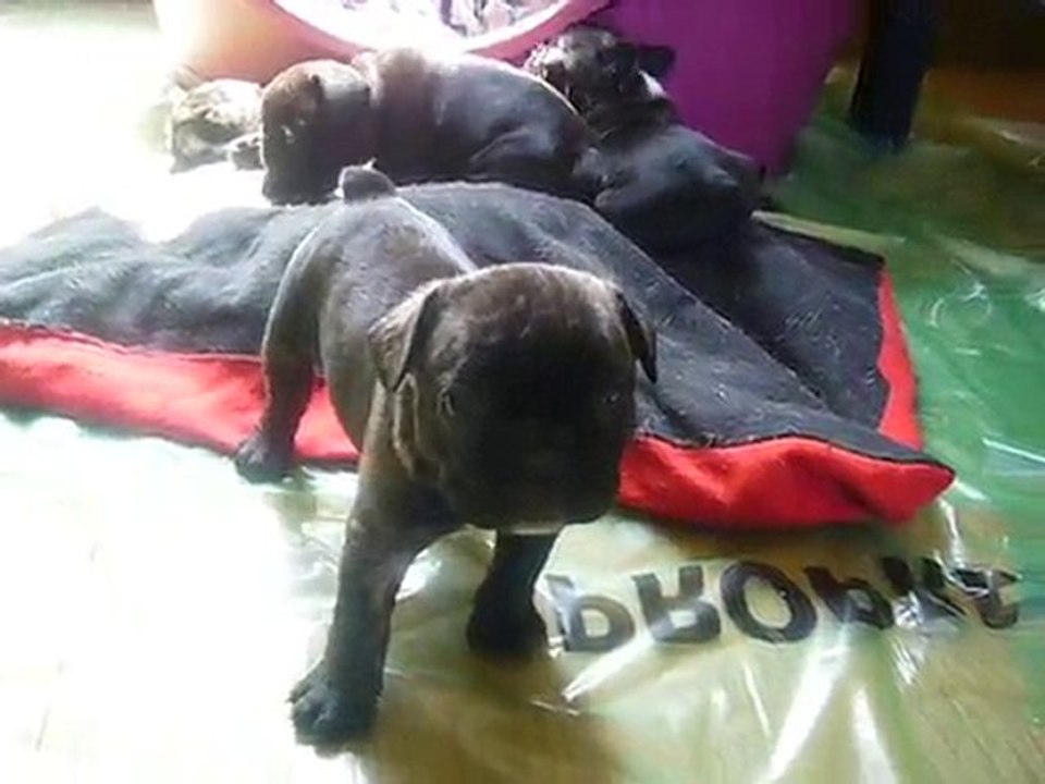 chiot bouledogue français