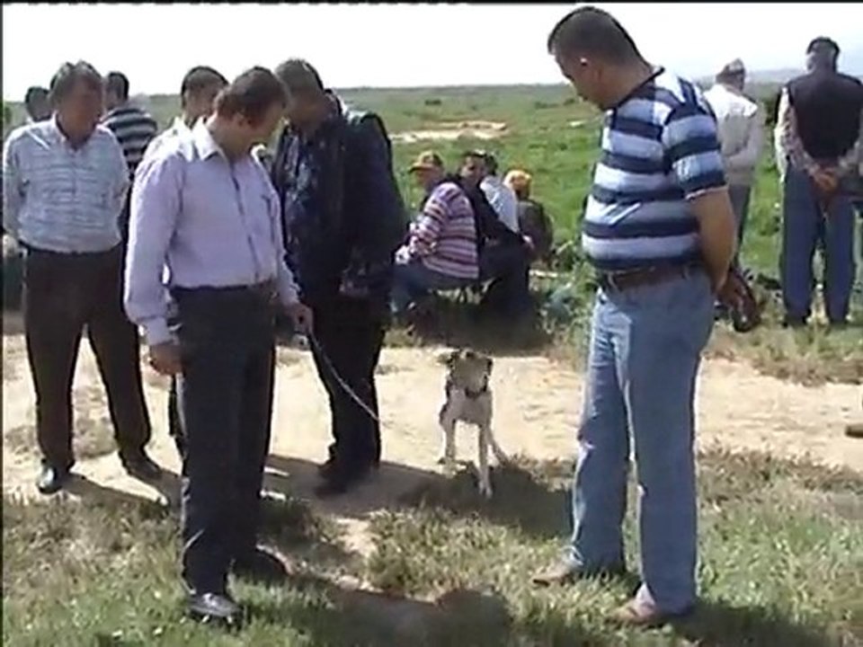 YEŞİLAYCI POİNTER