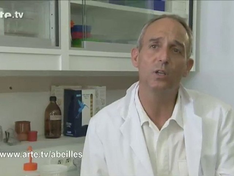 Le mystère de la disparition des abeilles : interview 4