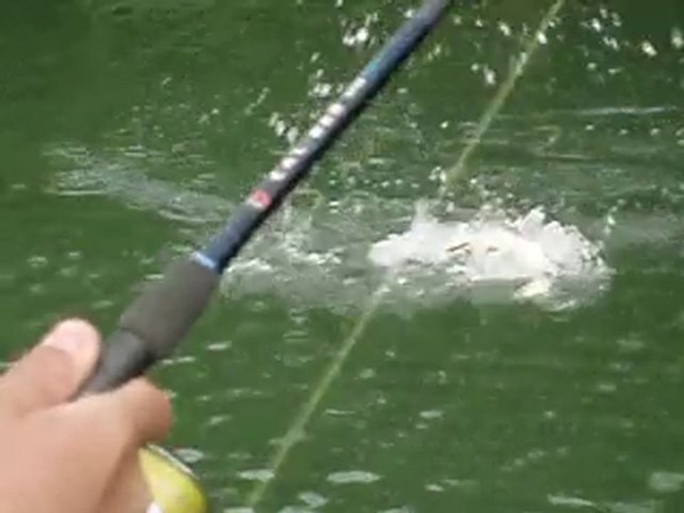 Attaque de brochet sur frog