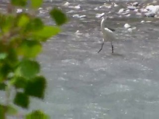 aigrette
