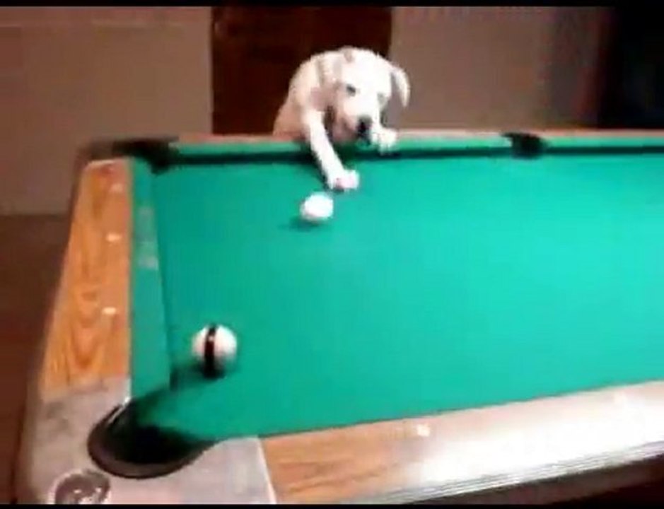 Chien au jeu