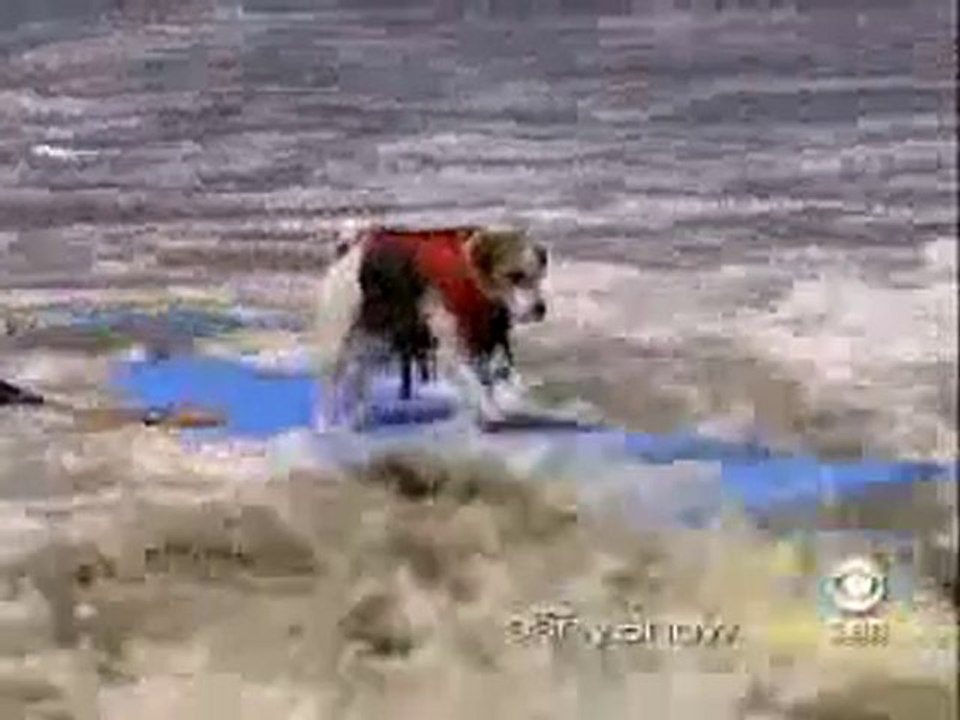 Chien sportif