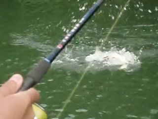 Brochet au leurre de surface