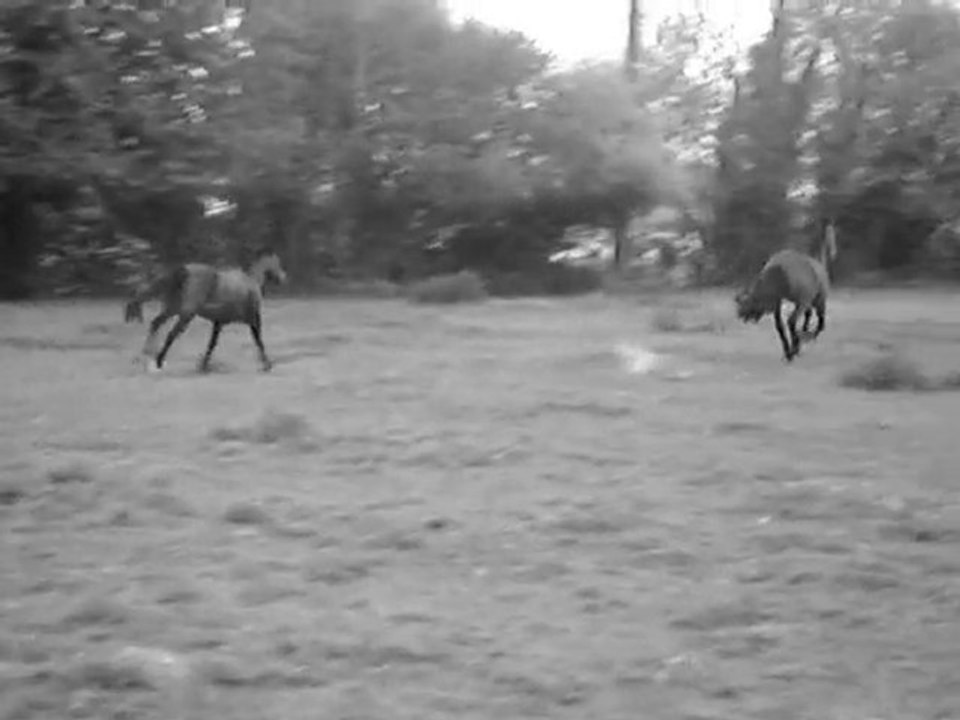 Horse in Freedom ♥