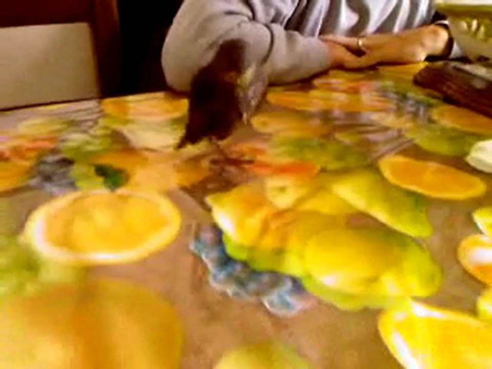 une grives chez les torno