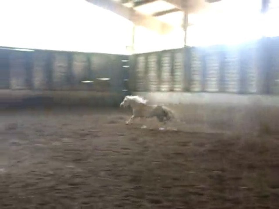 Lady rose 16 mai 2010 (2)