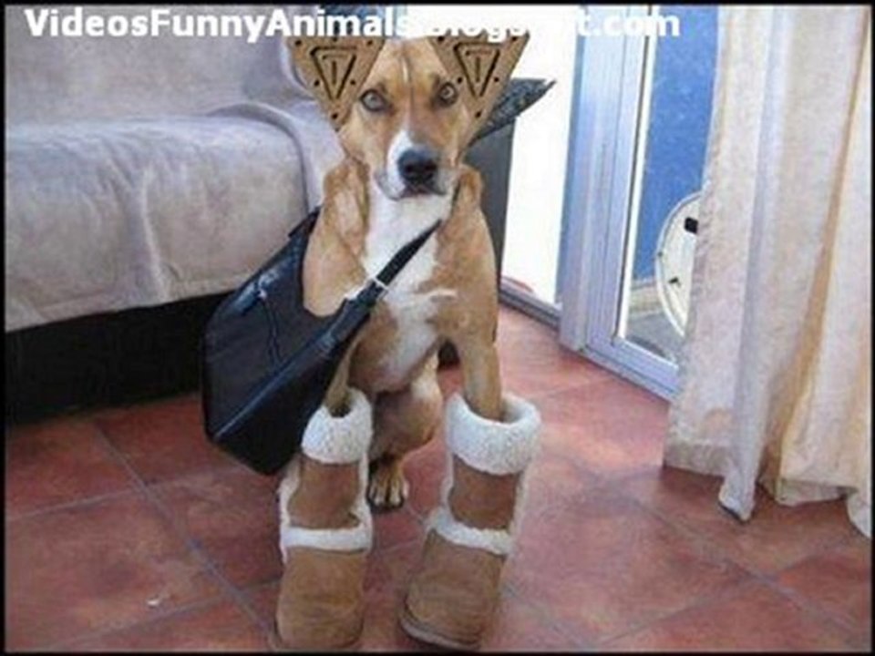 Videos Funny Animals