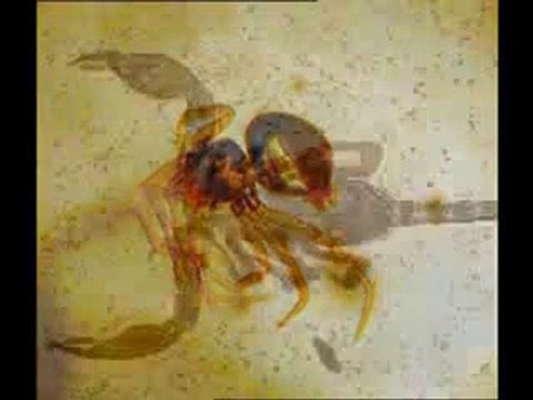 Yaşayan fosiller: Ringa balığı