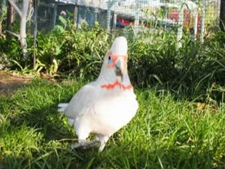 Barb's Bird Paradise and Aviaries!