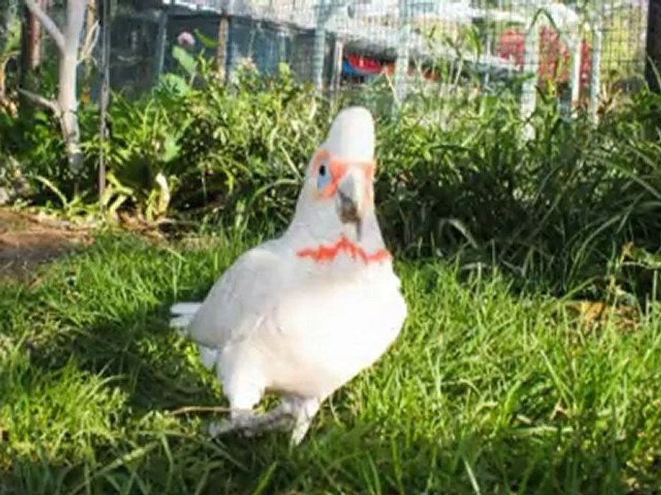 Barb's Bird Paradise and Aviaries!