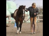 Natural Horsemanship Franky und Trixie