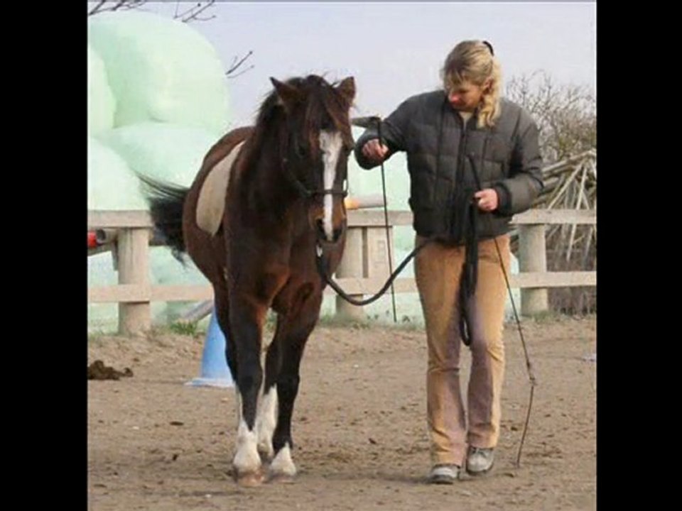 Natural Horsemanship Franky und Trixie