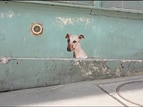 Affichage sauvage 1, les animaux dans les rues de Paris...