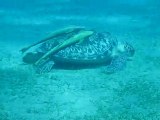 Giant Sea Turtle eating grass and her 2 remoras buddies