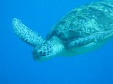 Giant Sea Turtle eating grass and 2 remoras buddies PART 3