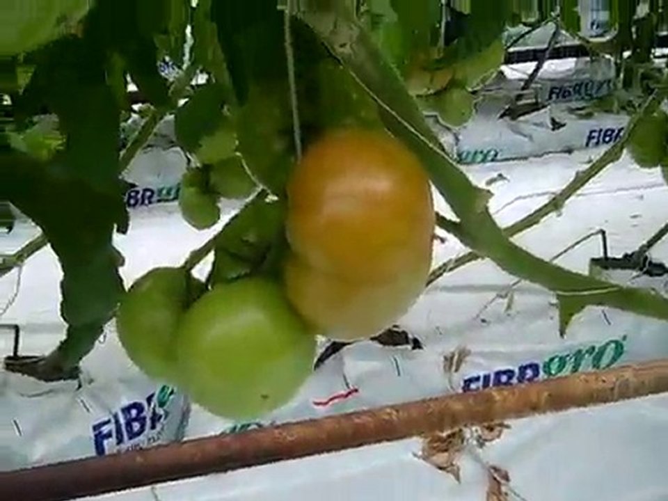 How to Grow Tomatoes - Hydroponic Beefsteak Tomatoes