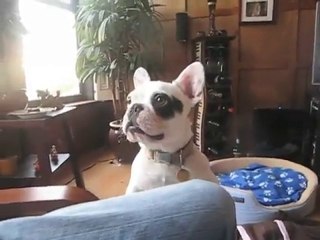 Chien qui aboie bizarrement !