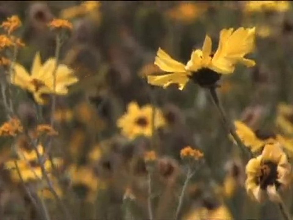 Weejeebees - Up & Away