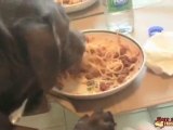 Il mega cane mangia direttamente alla fonte
