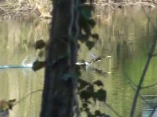 Faune du Bois francais