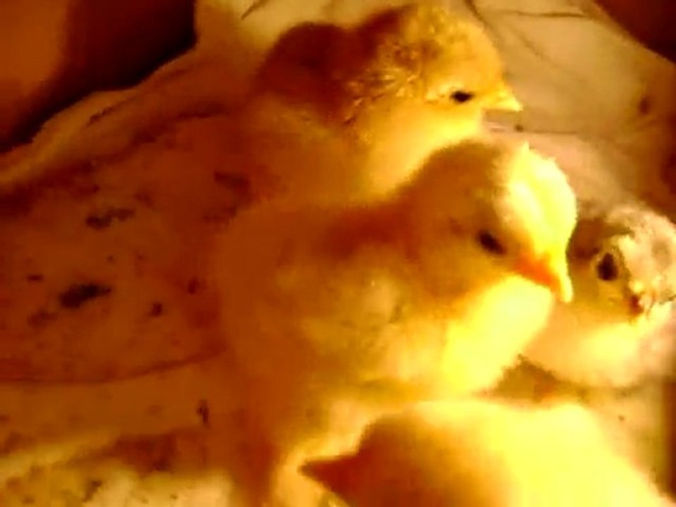 Yeni çıkmış bıldırcın, keklik, koşin ve denizli horozu