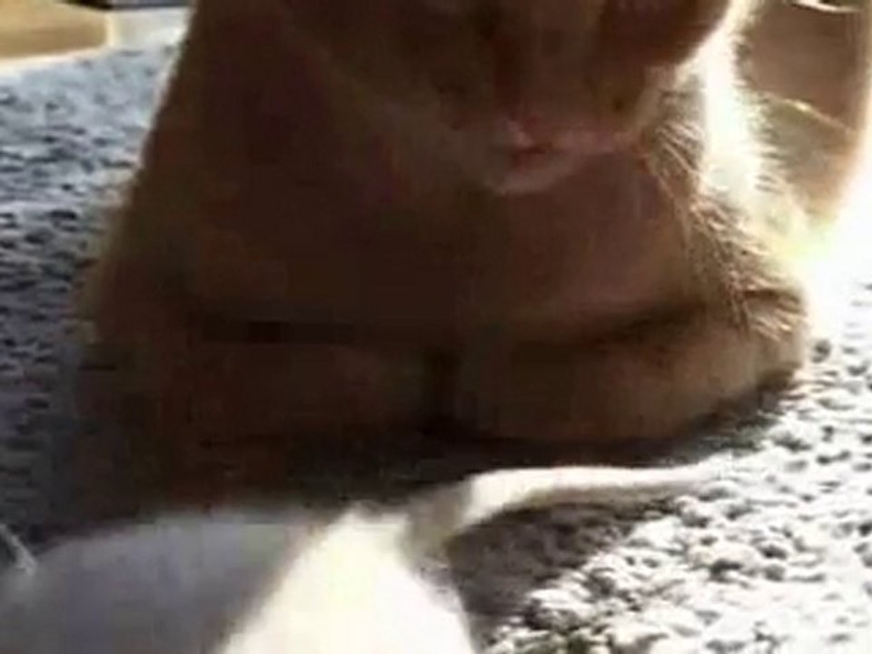 Souris et chat