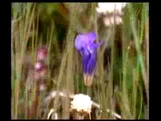 Cennetteki zenginlik