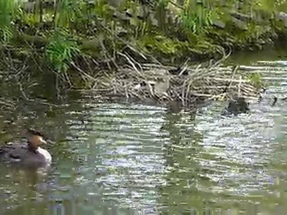 Famille grèbes, famille poules d'eau, passage de bernaches