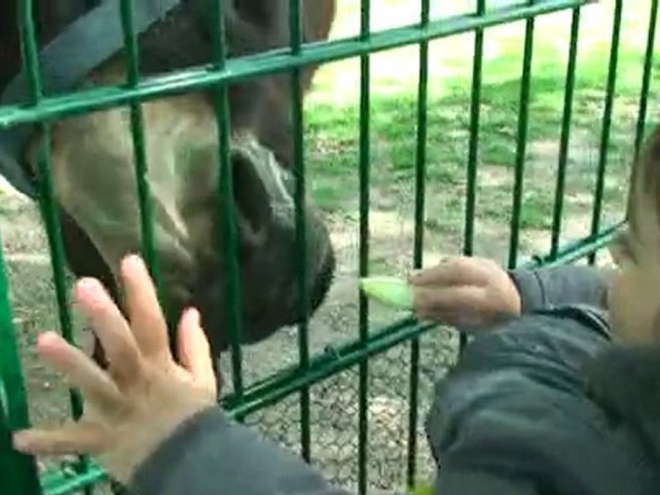 Une pomme pour le petit âne