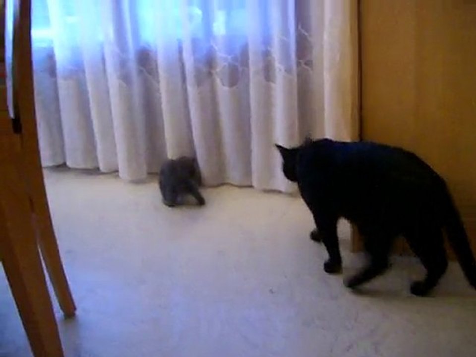 Souris party 1