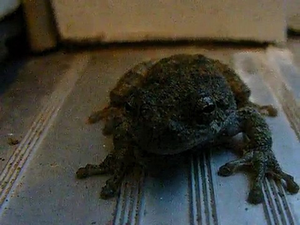 Frog on the Doorstep!