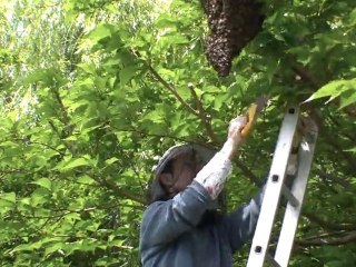 Abeillement votre  !!!  Essaim BOB (2/4 ) 18 mai 2010