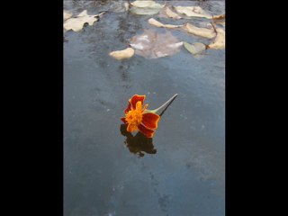 ayrılamam yıldız tilbe