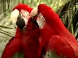 Affection ()f Macaw  Parrots - Prelude ()f  l()ve in  world