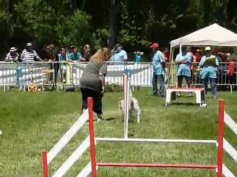 TGR Miramas - Daisy - 1er jour Agility