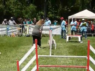 TGR Miramas - Daisy - 1er jour Agility