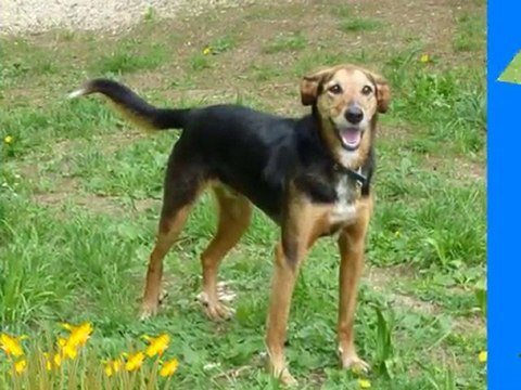 Bienvenue au refuge des Amis des Bêtes à Aix les Bains