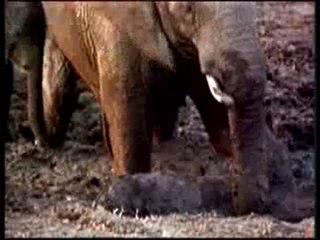 Fillerdeki sevgi ve dayanışma