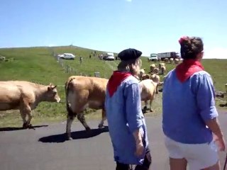 l'arrivée d'un troupeau de meuh meuh à aubrac !! hihi!