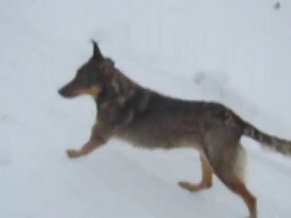 Kliczki - spacer z psami