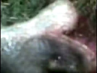 HAKKARİ 3 METRE UZUNLUĞUNDA YILAN ÖLDÜRÜLDÜ