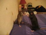 Ratti che vanno in fissa