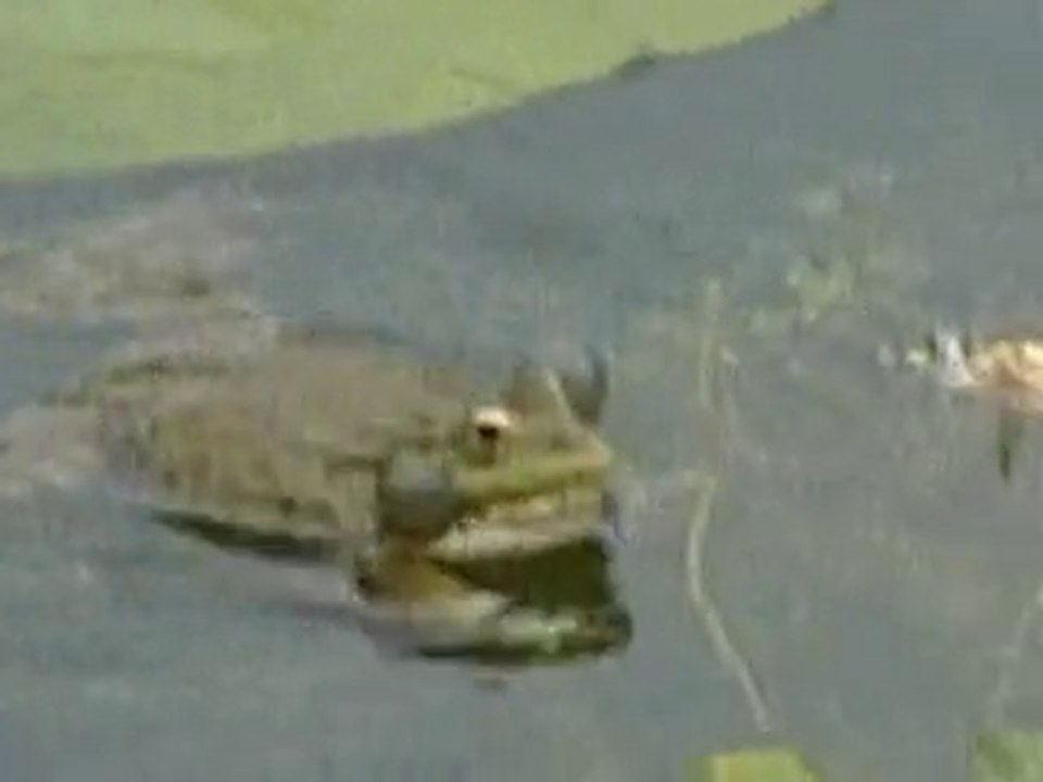 Les grenouilles du jardin botanique du Stangalard à Brest